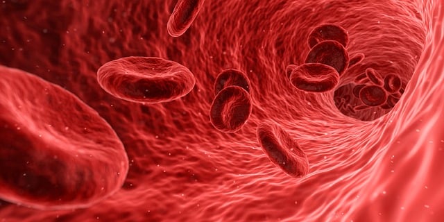 blood cells photo